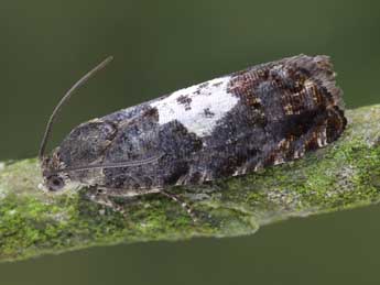 Pammene ignorata Kuznetzov adulte - �Patrick Clement