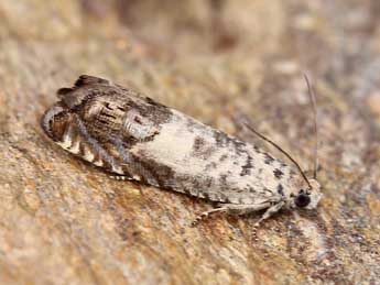 Cydia ilipulana Walsingham adulte - �Lionel Taurand