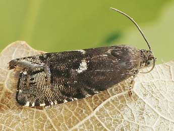 Cydia illutana H.-S. adulte - �Friedmar Graf