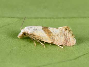 Cochylidia implicitana Wocke adulte - �Philippe Mothiron