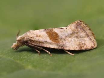 Cochylidia implicitana Wocke adulte - �Lionel Taurand