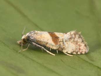 Cochylidia implicitana Wocke adulte - �Philippe Mothiron