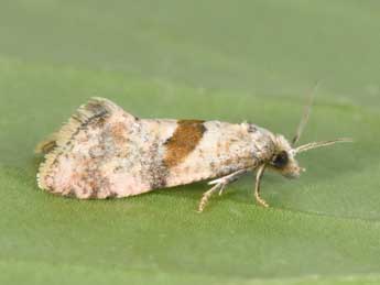 Cochylidia implicitana Wocke adulte - �Philippe Mothiron