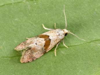 Cochylidia implicitana Wocke adulte - �Philippe Mothiron