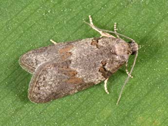 Eana incanana Stph. adulte - �Philippe Mothiron