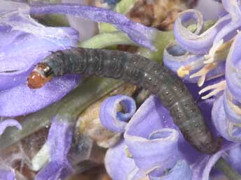  Chenille de Eana incanana Stph. - �Philippe Mothiron