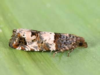 Notocelia incarnatana Hb. adulte - �Philippe Mothiron