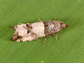 Notocelia incarnatana Hb. adulte - �Philippe Mothiron