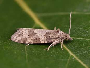 Cnephasia incertana Tr. adulte - �Lionel Taurand