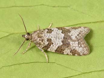 Cnephasia incertana Tr. adulte - �Philippe Mothiron