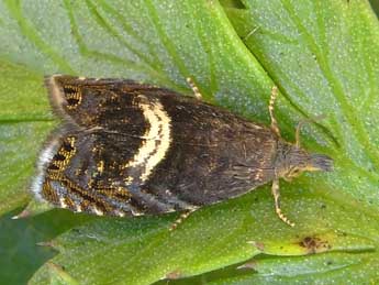 Dichrorampha incursana H.-S. adulte - �Heidrun Melzer