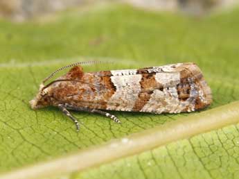 Lobesia indusiana Z. adulte - �Lionel Taurand