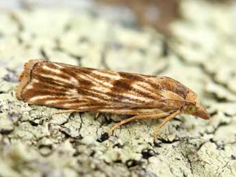 Pelochrista infidana Hb. adulte - �Lionel Taurand