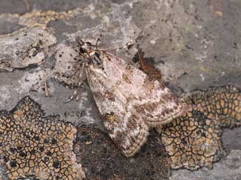 Scoparia ingratella Z. adulte - �Lionel Taurand