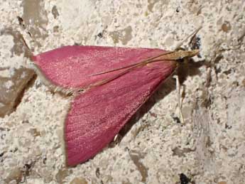 Pyrausta inornatalis Fernald adulte - �Olivier Vannucci