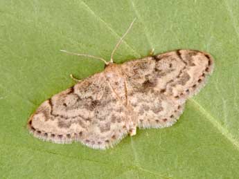 Idaea inquinata Scop. adulte - �Philippe Mothiron