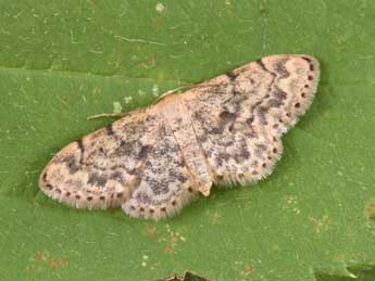 Idaea inquinata Scop. adulte - �Philippe Mothiron