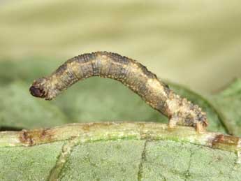  Chenille de Idaea inquinata Scop. - �Philippe Mothiron