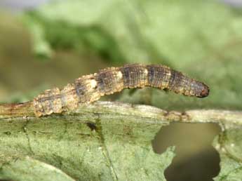  Chenille de Idaea inquinata Scop. - �Philippe Mothiron