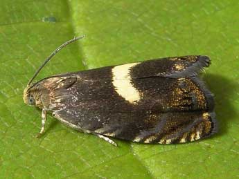 Cydia inquinatana Hb. adulte - �Heidrun Melzer