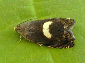 Cydia inquinatana Hb. adulte - �Heidrun Melzer