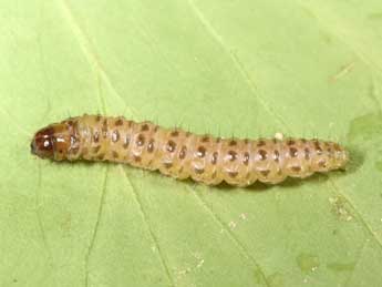  Chenille de Agriphila inquinatella D. & S. - �Philippe Mothiron
