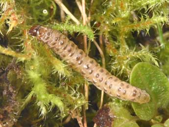  Chenille de Agriphila inquinatella D. & S. - �Philippe Mothiron