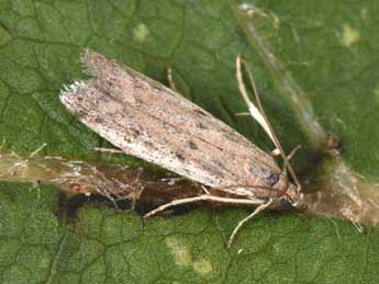 Phycitodes inquinatella Rag. adulte - �Philippe Mothiron