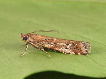 Delplanqueia inscriptella Dup. adulte - �Philippe Mothiron