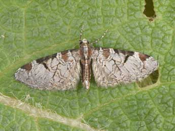 Eupithecia insigniata Hb. adulte - �Philippe Mothiron