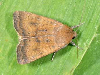 Noctua interjecta Hb. adulte - �Philippe Mothiron