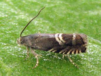 Grapholita internana Gn. adulte - �Nicole Lepertel