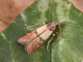 Plodia interpunctella Hb. adulte - �Philippe Mothiron