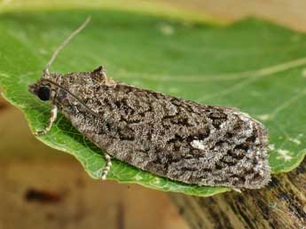 Apotomis inundana D. & S. adulte - �Friedmar Graf