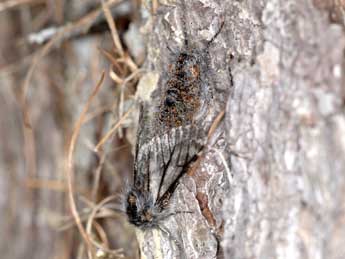 Lycia isabellae Harrison adulte - �Robert Balestra