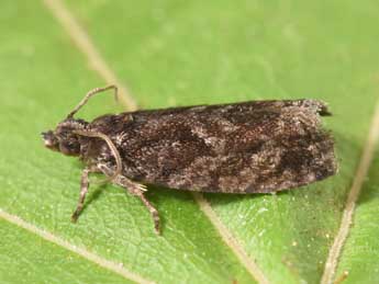 Zeiraphera isertana F. adulte - �Philippe Mothiron