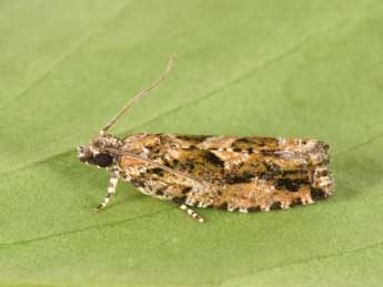 Zeiraphera isertana F. adulte - �Philippe Mothiron