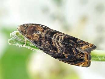 Grapholita janthinana Dup. adulte - �Friedmar Graf