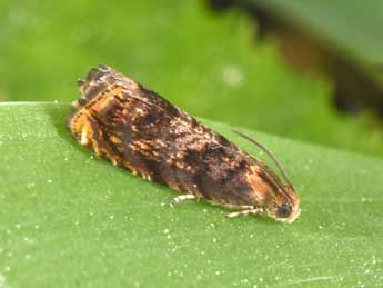 Grapholita janthinana Dup. adulte - �Philippe Mothiron