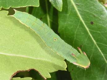  Chenille de Charaxes jasius L. - �Philippe Mothiron