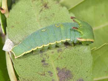  Chenille de Charaxes jasius L. - �Philippe Mothiron