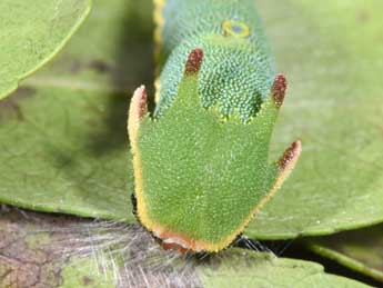  Chenille de Charaxes jasius L. - �Philippe Mothiron