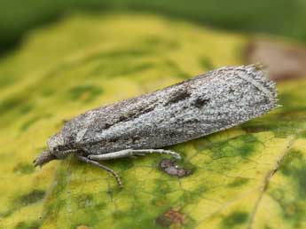 Ditula joannisiana Rag. adulte - �Lionel Taurand