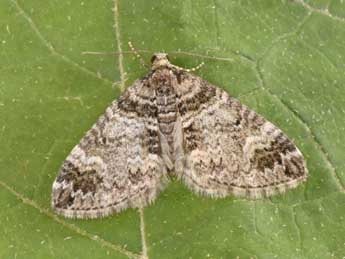 Perizoma juracolaria Whrl. adulte - �Philippe Mothiron