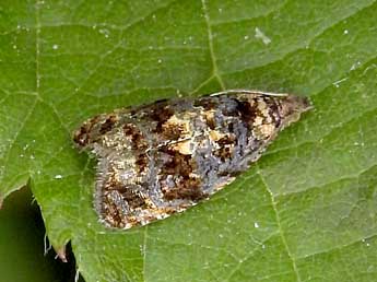 Selenodes karelica Tengst. adulte - �Jean-Pierre Lamoline