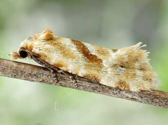 Aethes kindermanniana Tr. adulte - �Friedmar Graf