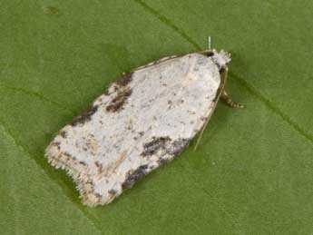 Acleris kochiella Gze adulte - �Philippe Mothiron