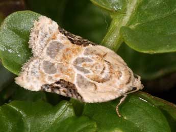 Acleris lacordairana Dup. adulte - �Daniel Morel