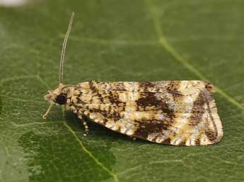 Celypha lacunana D. & S. adulte - �Lionel Taurand