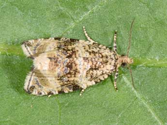 Celypha lacunana D. & S. adulte - �Philippe Mothiron